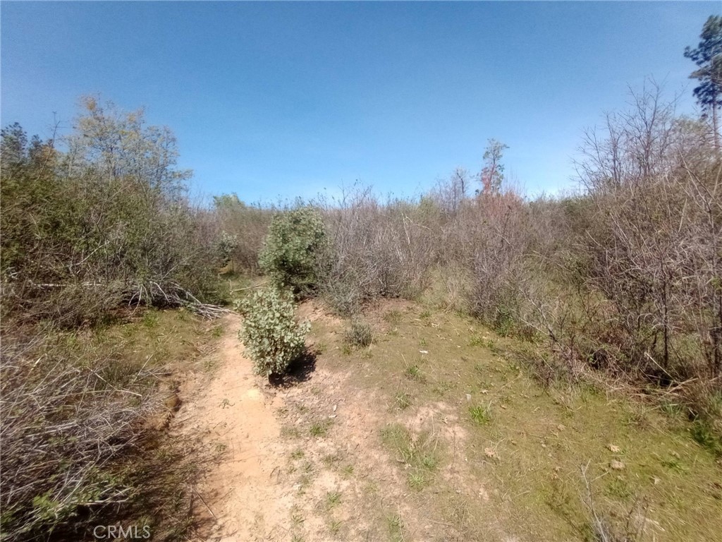 3515 Hoffman Road Oroville, CA 95965 - Photo 16 of 30 a view of a covered with trees in the background