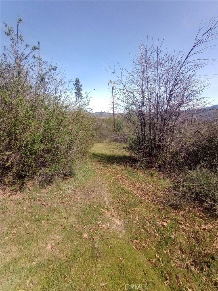 3515 Hoffman Road Oroville, CA 95965 - Photo 26 of 30 a view of a yard with a tree