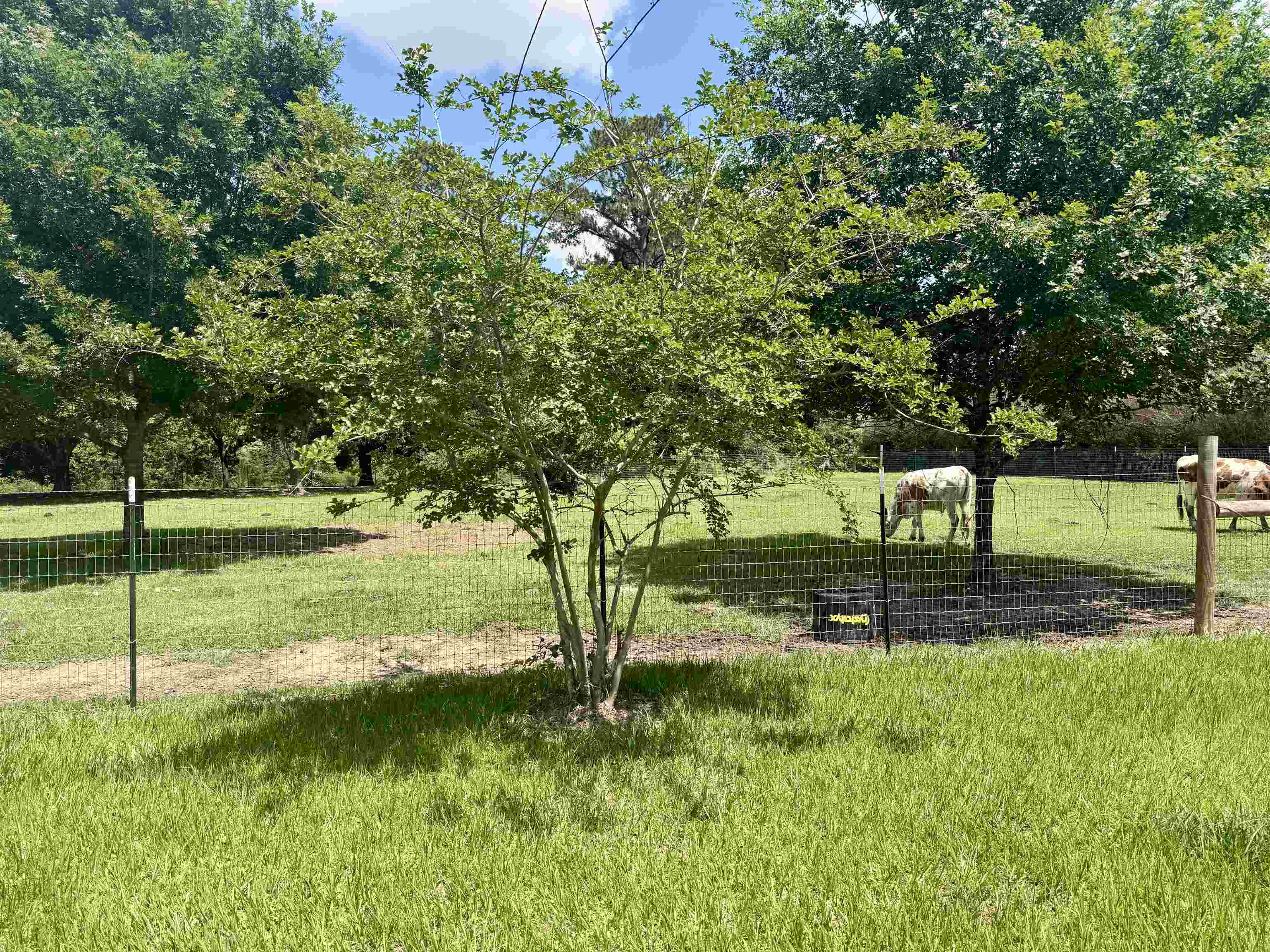 4799 Winfree Road Orange, TX 77630 - Photo 39 of 48