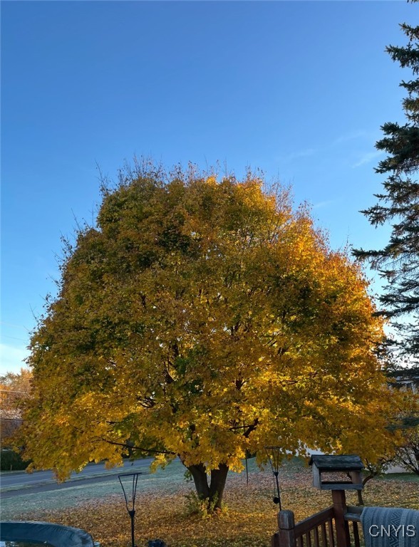 146 Hawthorne Way Sullivan, NY 13037 - Photo 30 of 33 Tree in backyard in the fall