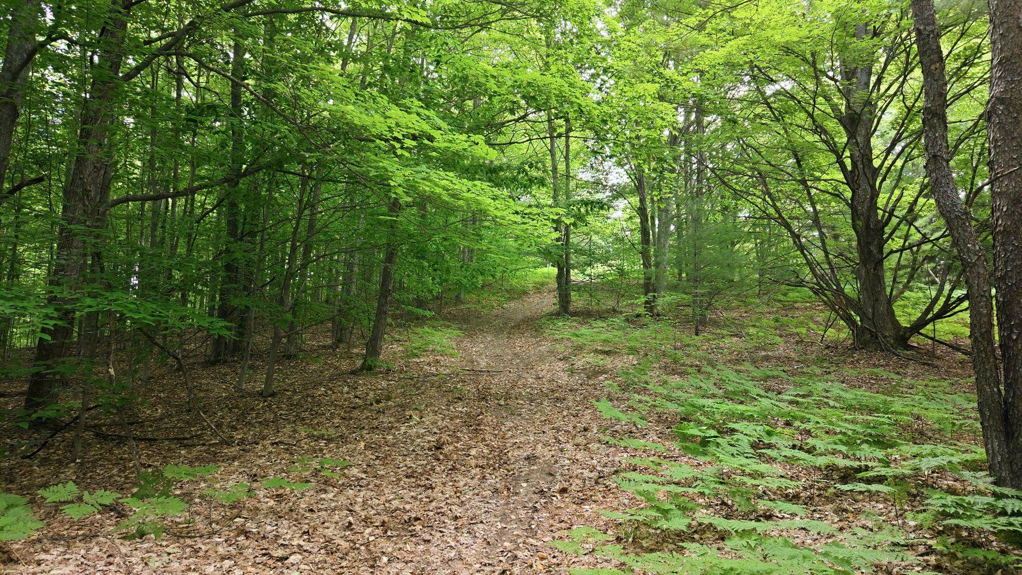 3982 Mitchell Road Southeast Kalkaska, MI 49646 - Photo 1 of 29