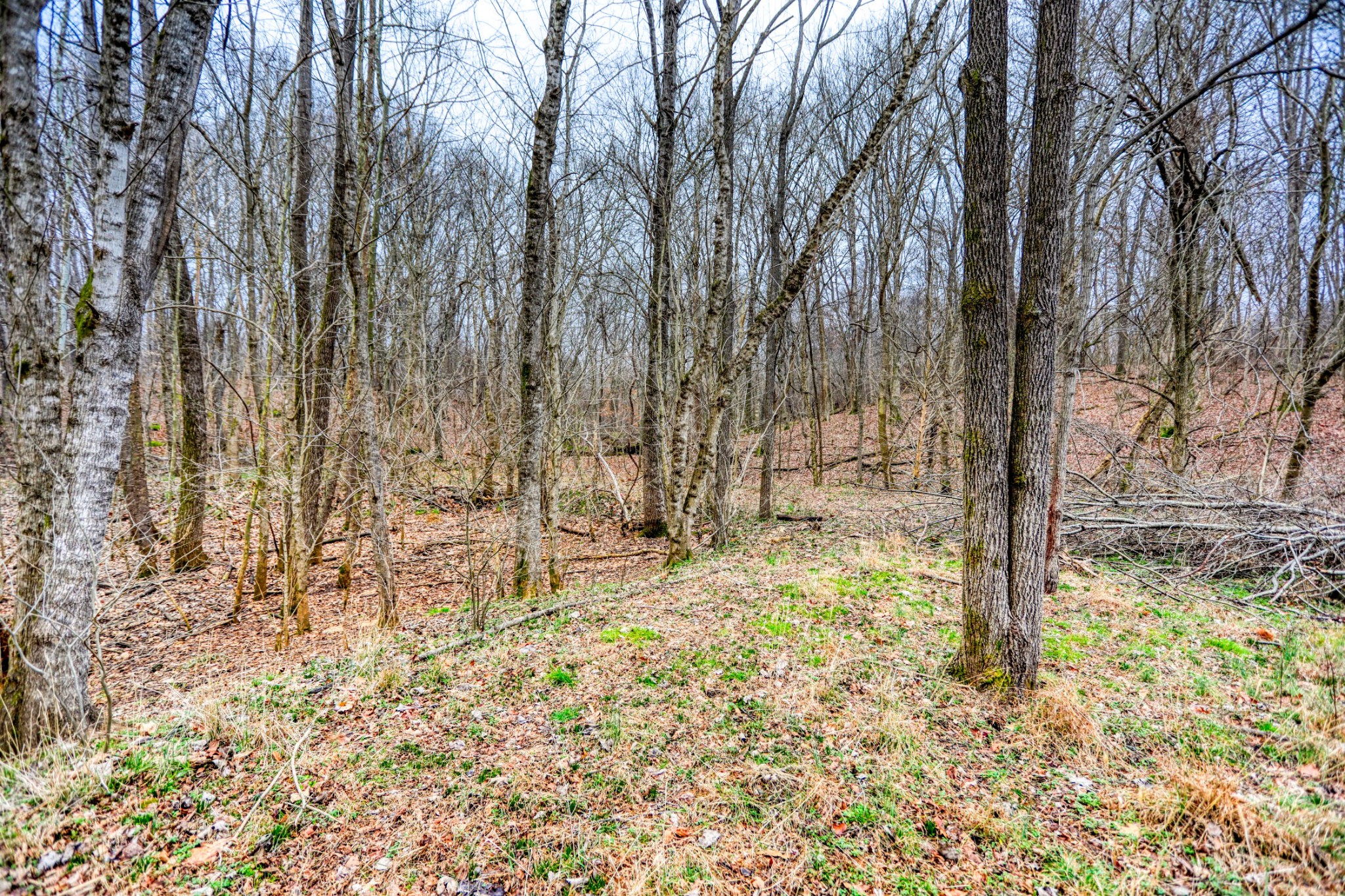 0 Cedar Grove Road Cross Plains, TN 37049 - Photo 20 of 27