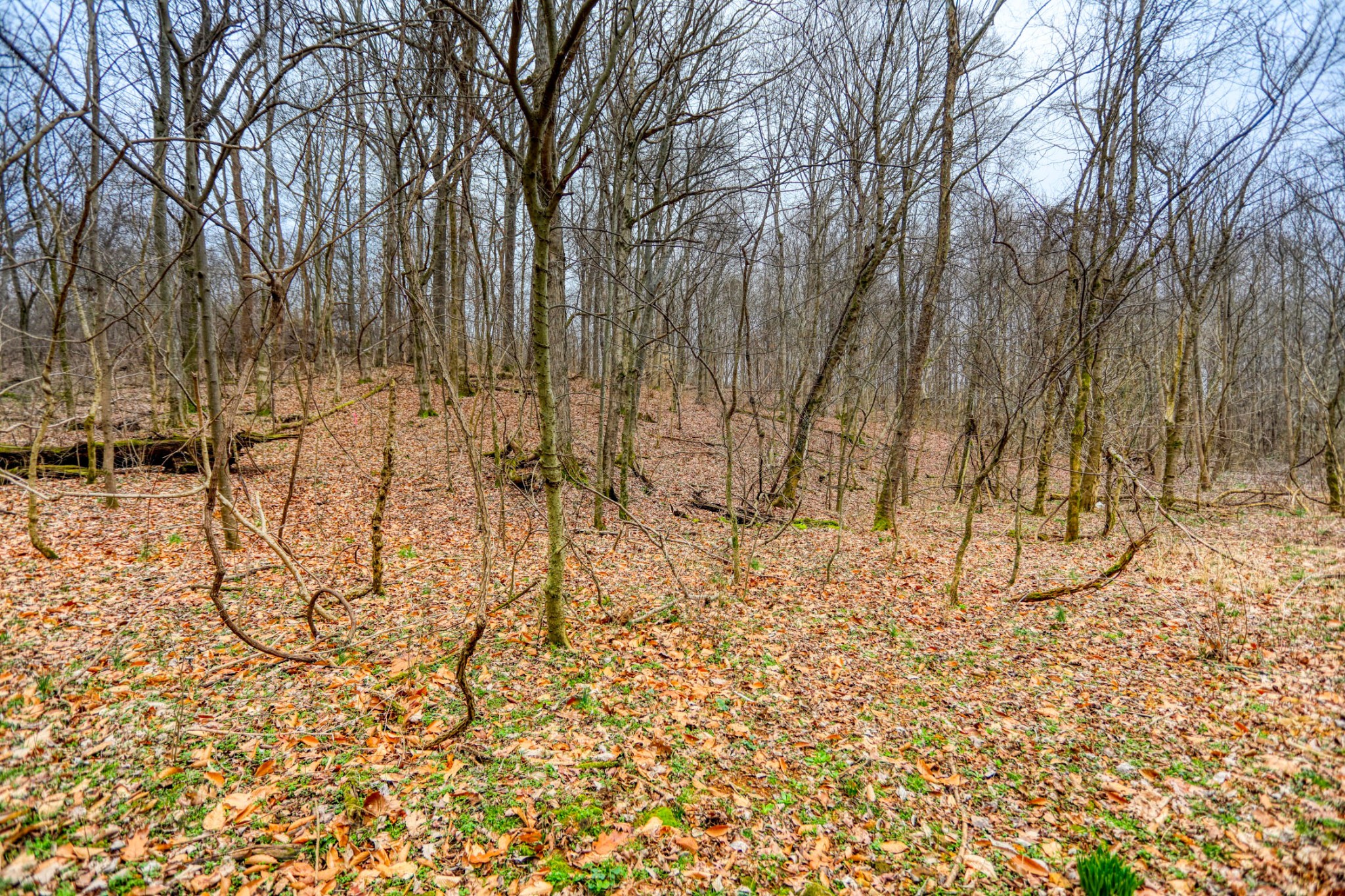 0 Cedar Grove Road Cross Plains, TN 37049 - Photo 21 of 27