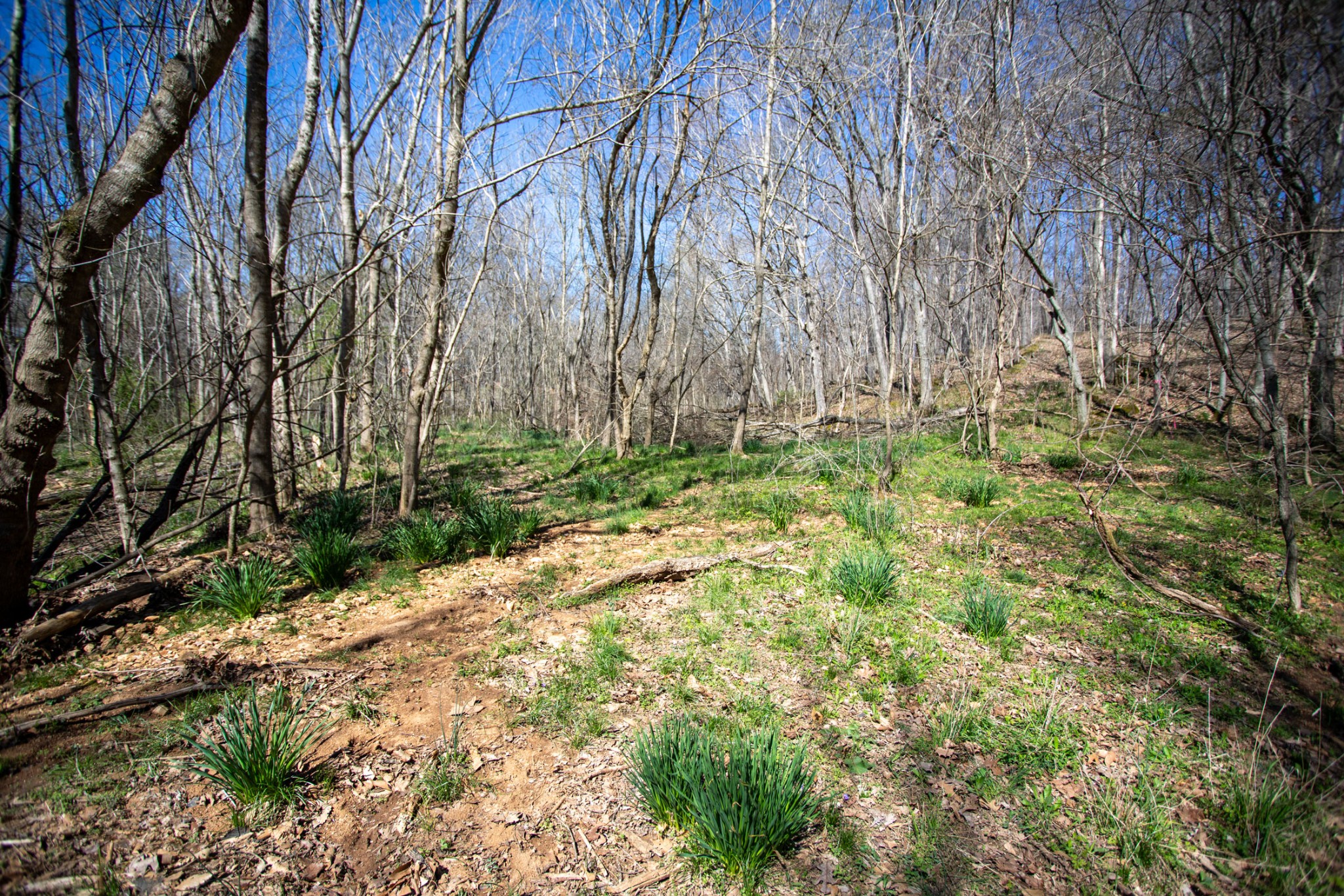 0 Cedar Grove Road Cross Plains, TN 37049 - Photo 7 of 27