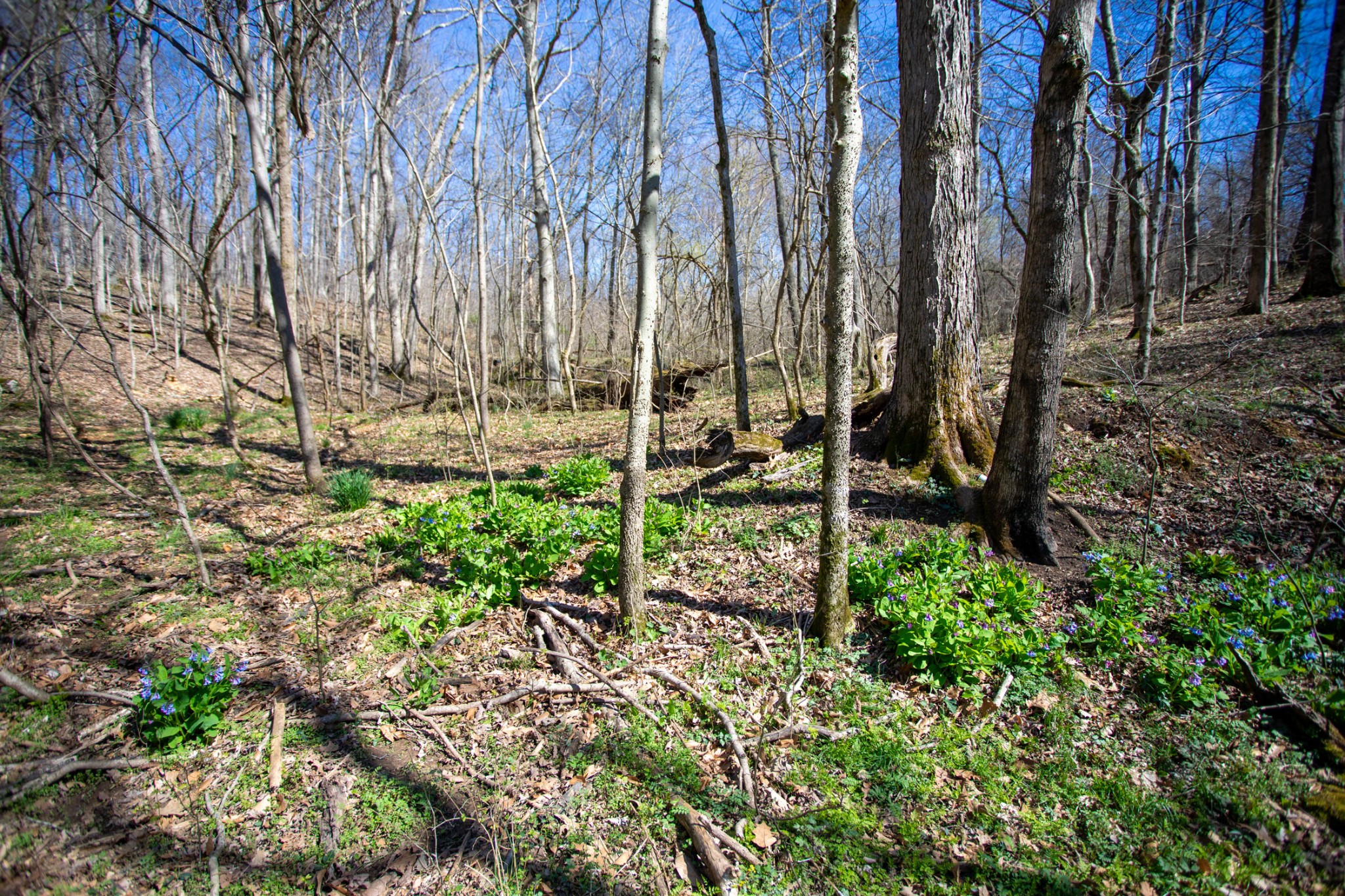 0 Cedar Grove Road Cross Plains, TN 37049 - Photo 8 of 27