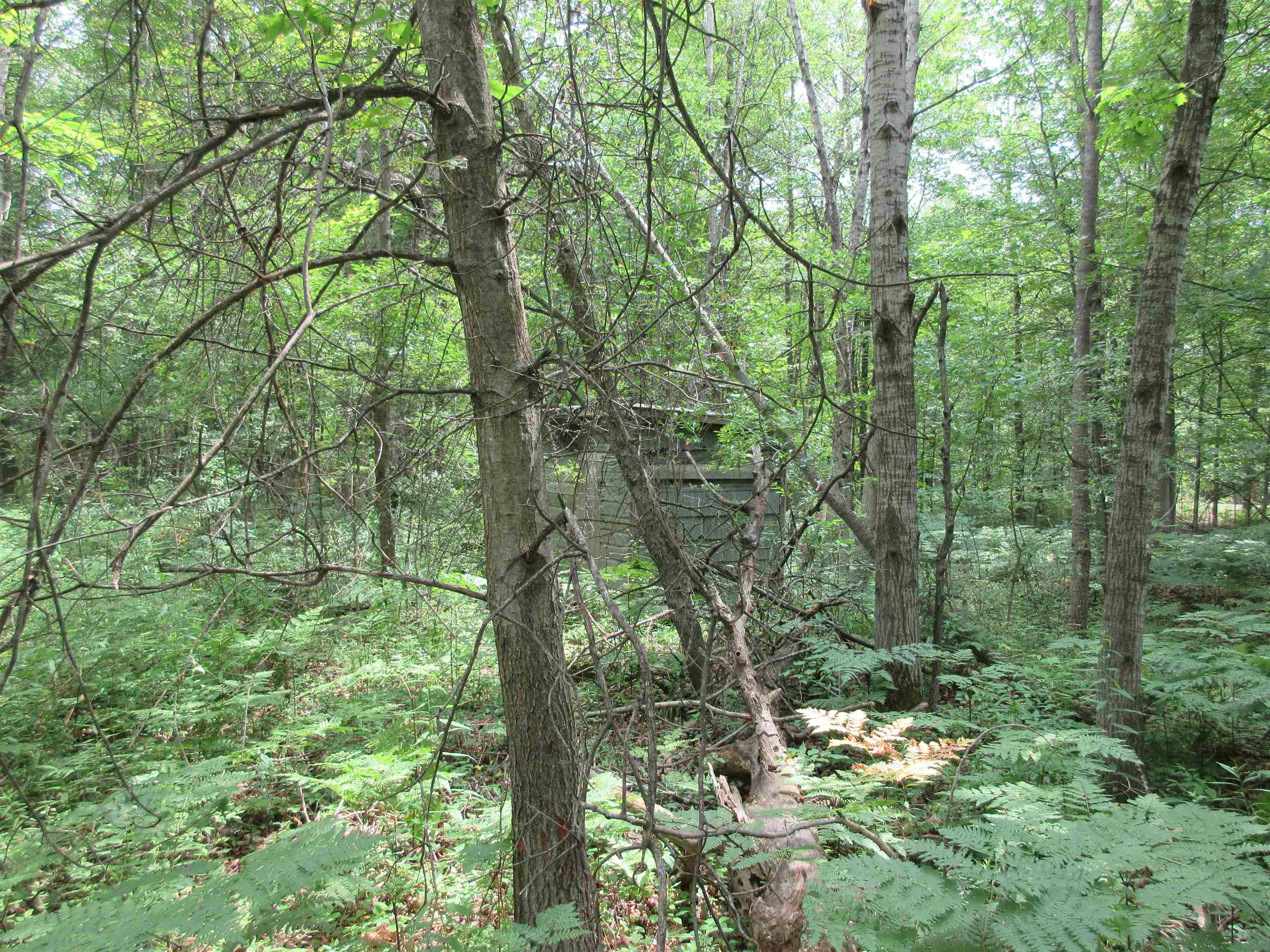 668 South Coleman Road Shepherd, MI 48883 - Photo 3 of 6 1904293-2.JPG