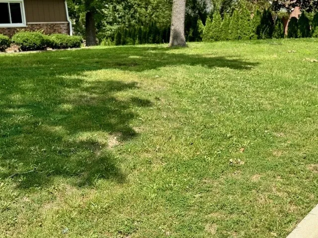 a view of a yard with a tree