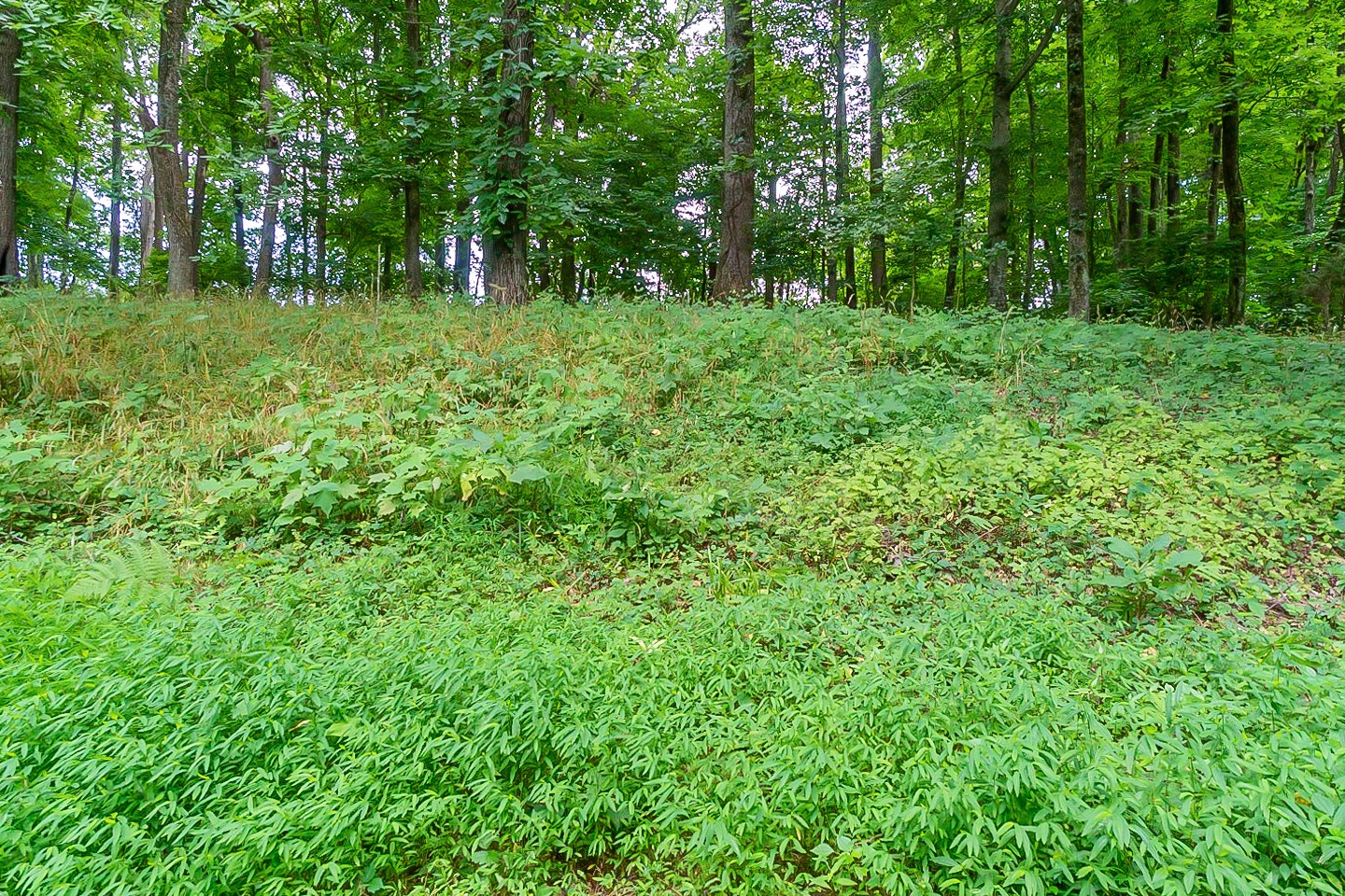 4839 Kinneys School Road Springfield, TN 37172 - Photo 34 of 35 a view of a lush green forest