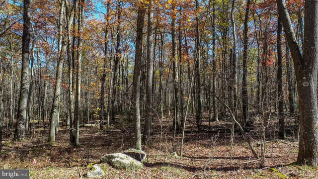 a view of outdoor space with lots of trees