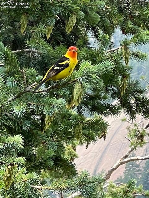 6104 Coffee Pot Road Manitou Springs, CO 80829 - Photo 38 of 49 a aerial view of a house with a yard and large trees