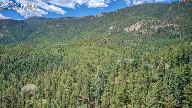 a view of a lush green forest with trees