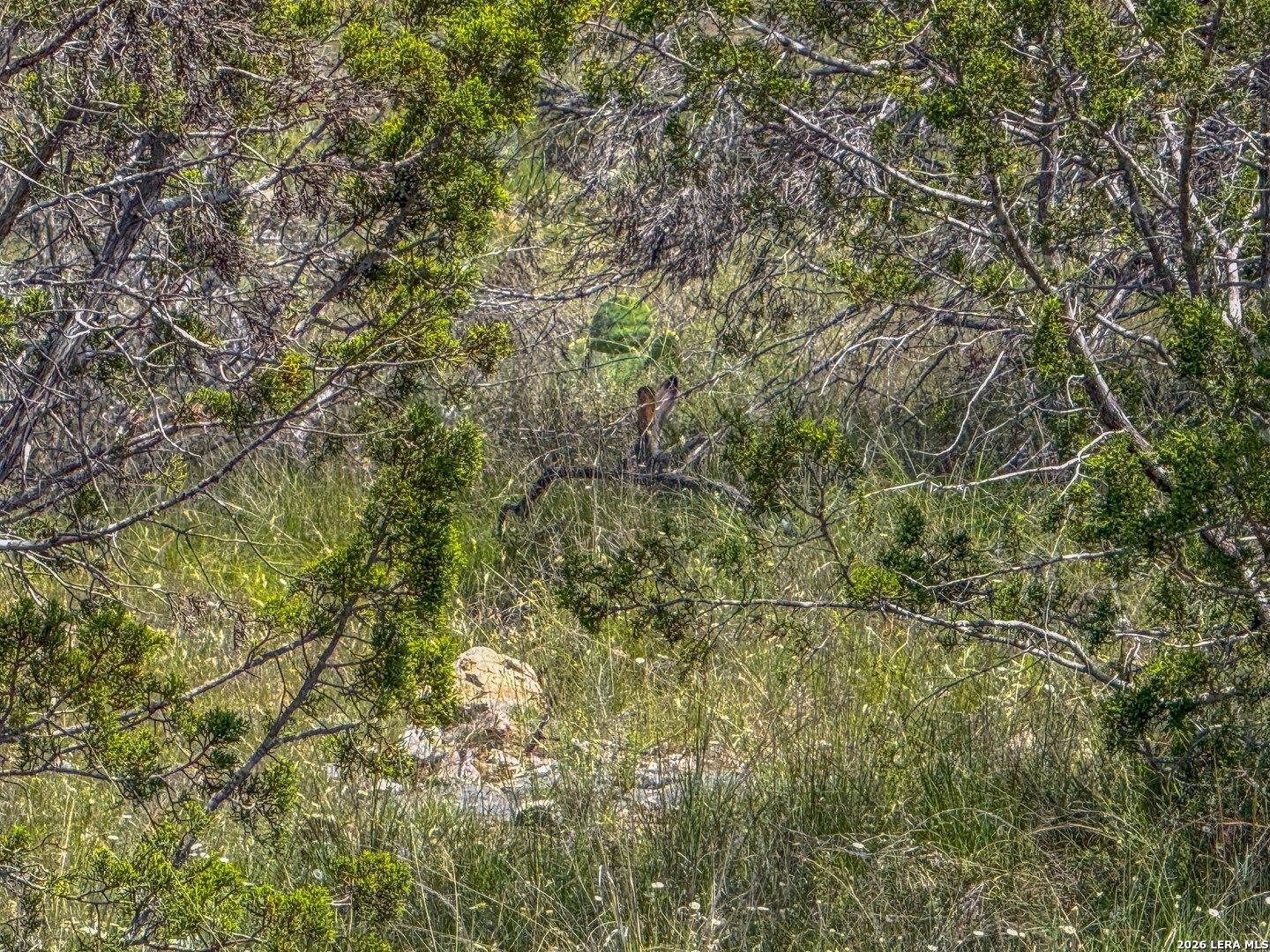 0 South Sd 45425 Rocksprings, TX 78880 - Photo 12 of 29