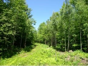 591 Mt Cardigan Road Alexandria, NH 03222 - Photo 1 of 1
