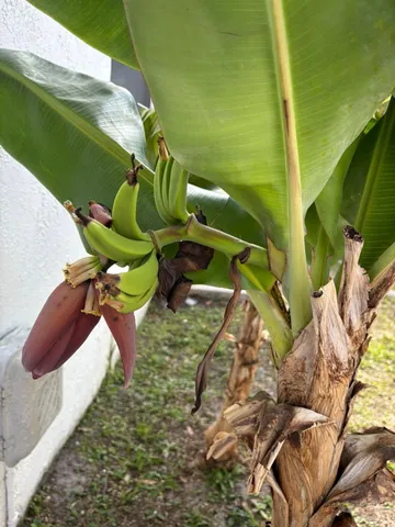 a view of banana tree