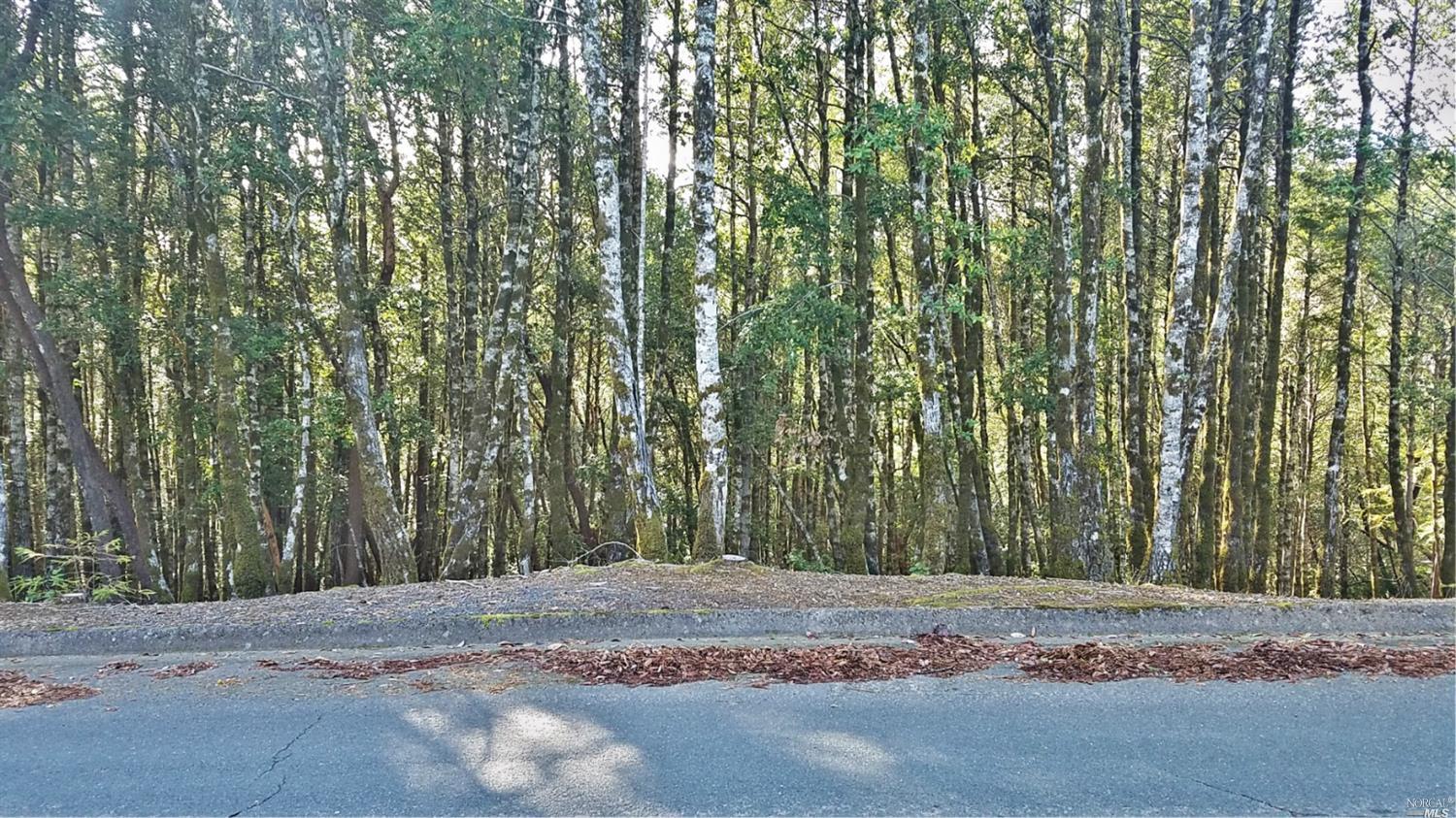 a backyard of a house with large trees