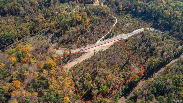 a view of a forest with a tree