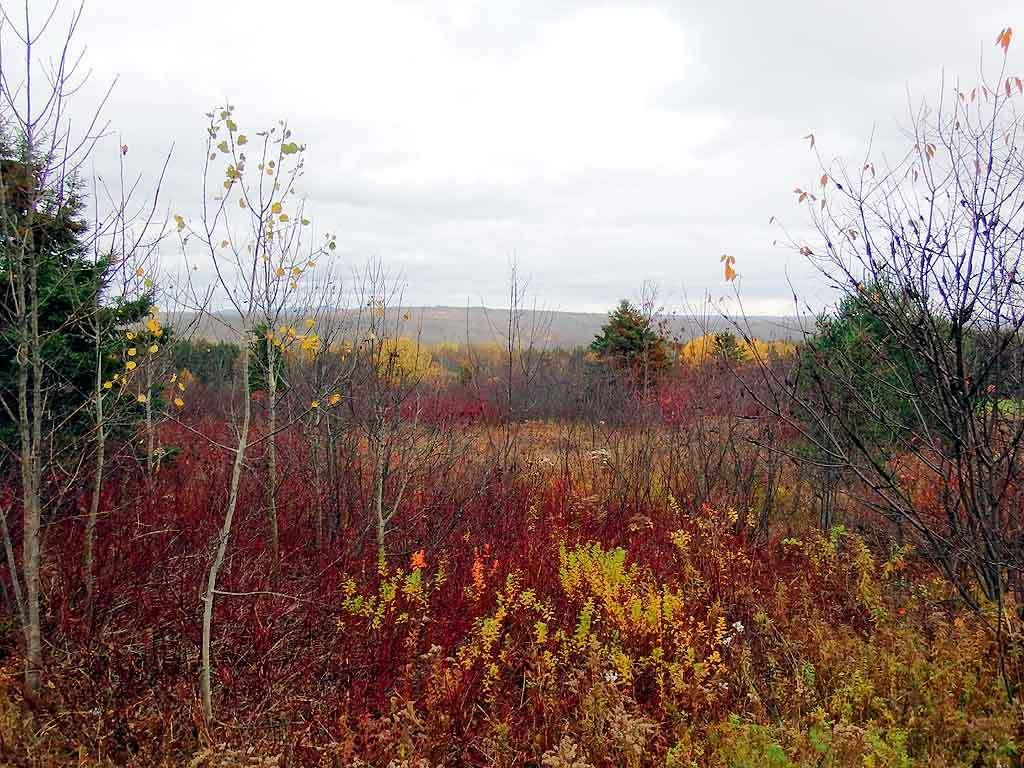 Lot 16 Rte 11 Patten, ME 04765 - Photo 31 of 32 patten-me-land-zanninii
