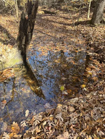 a view of outdoor space and tree