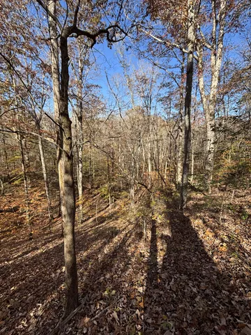 a view of dirt yard and trees