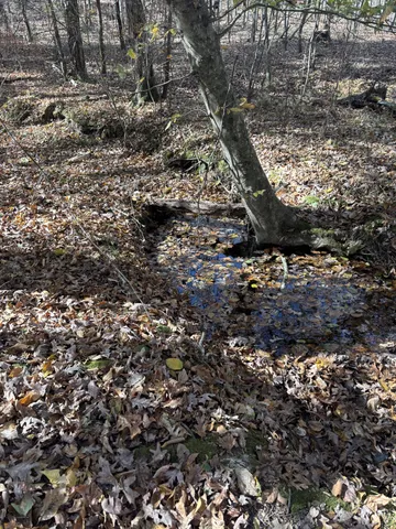 a view of a yard with lots of trees