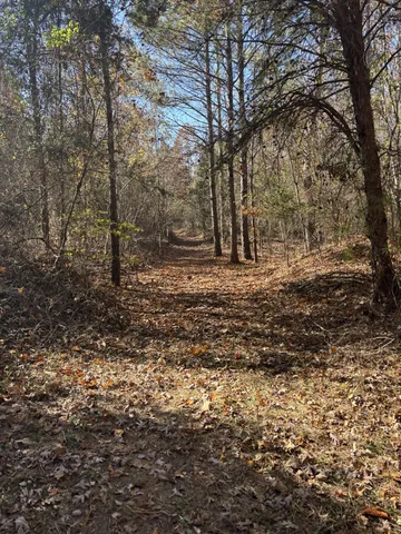 a view of a yard with trees