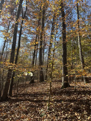 a view of a forest filled with trees
