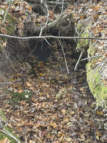 a view of a tree with a yard