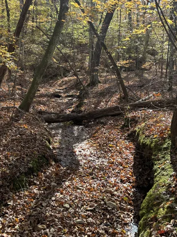 a view of a tree in a yard