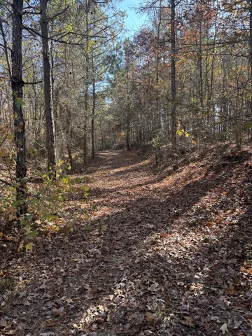 a view of a yard with trees