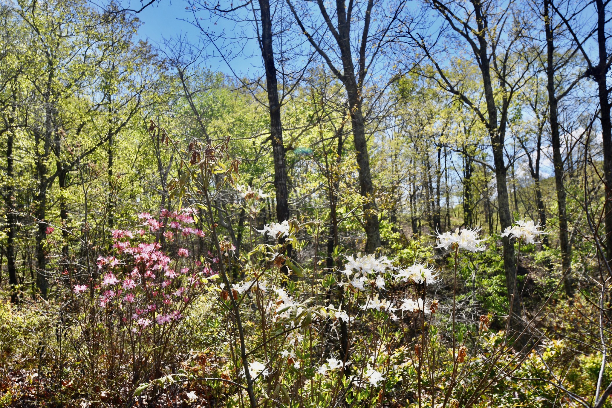 0 Hunt Hollow Road Lawrenceburg, TN 38464 - Photo 11 of 27 Gallery Image 11