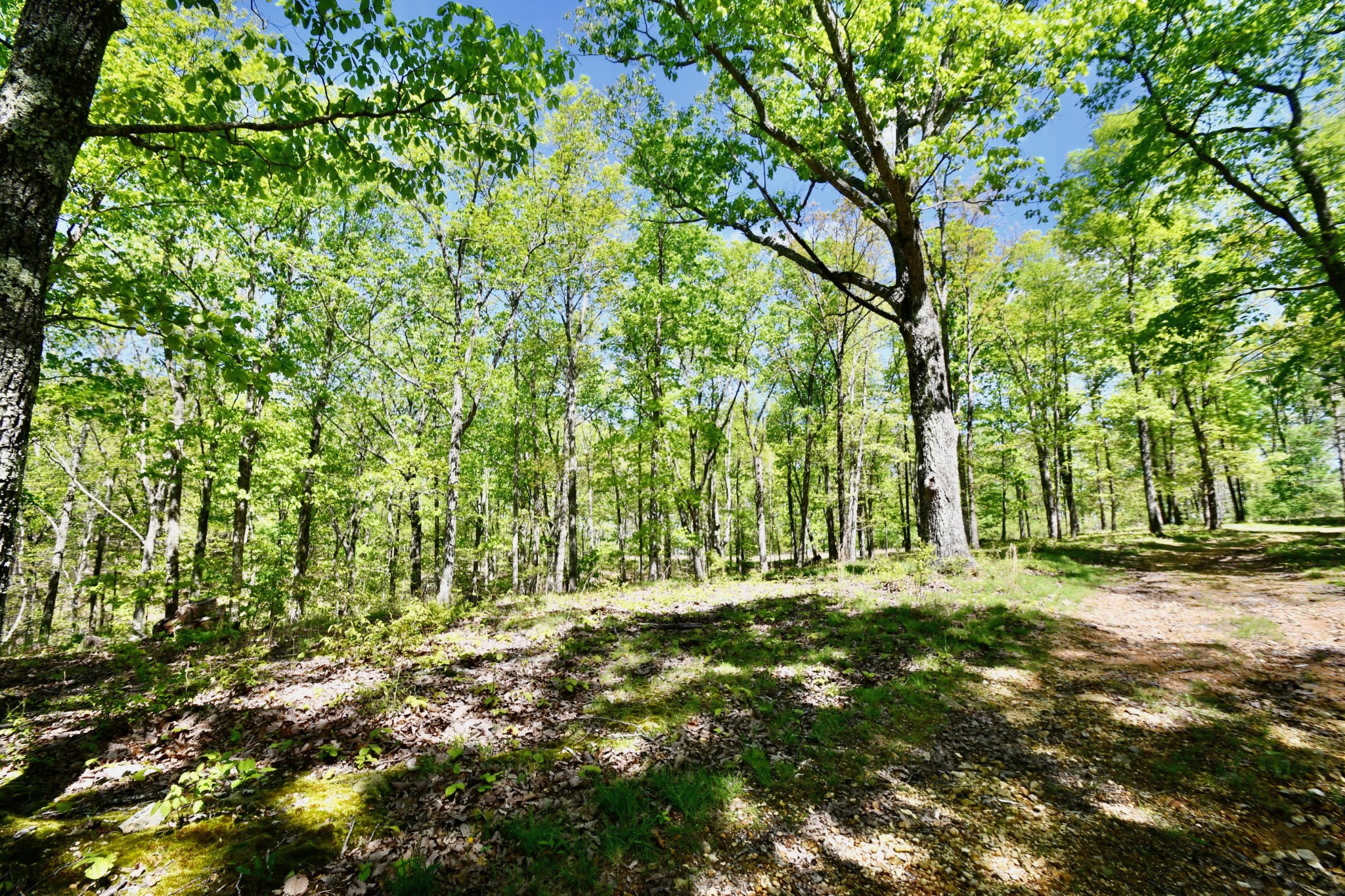 0 Hunt Hollow Road Lawrenceburg, TN 38464 - Photo 12 of 27 Gallery Image 12