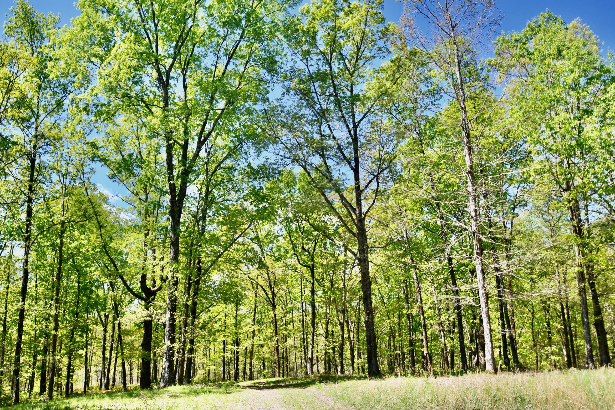 0 Hunt Hollow Road Lawrenceburg, TN 38464 - Photo 14 of 27 Gallery Image 14