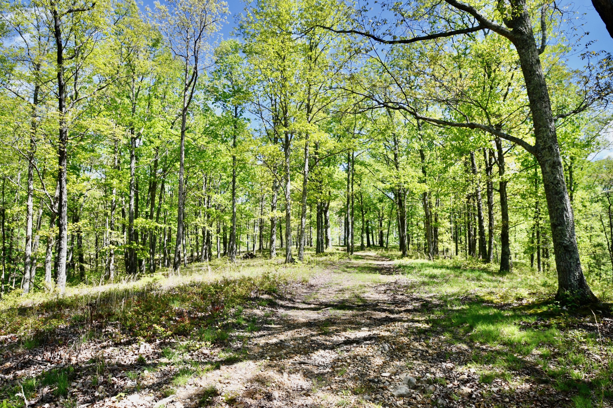 0 Hunt Hollow Road Lawrenceburg, TN 38464 - Photo 9 of 27 Gallery Image 9