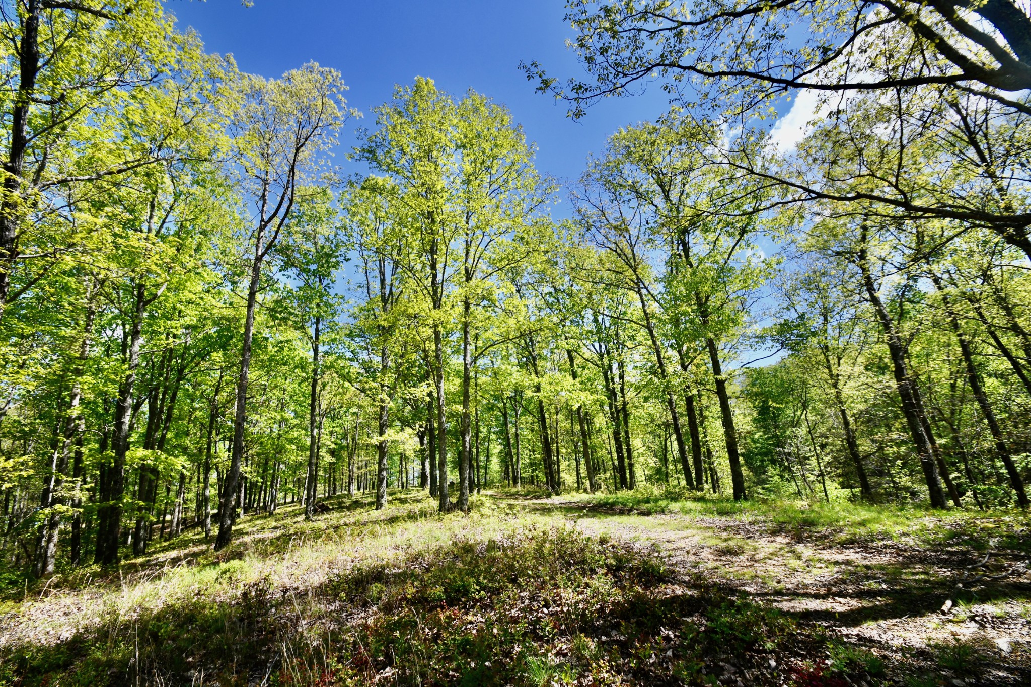 0 Hunt Hollow Road Lawrenceburg, TN 38464 - Photo 10 of 27 Gallery Image 10