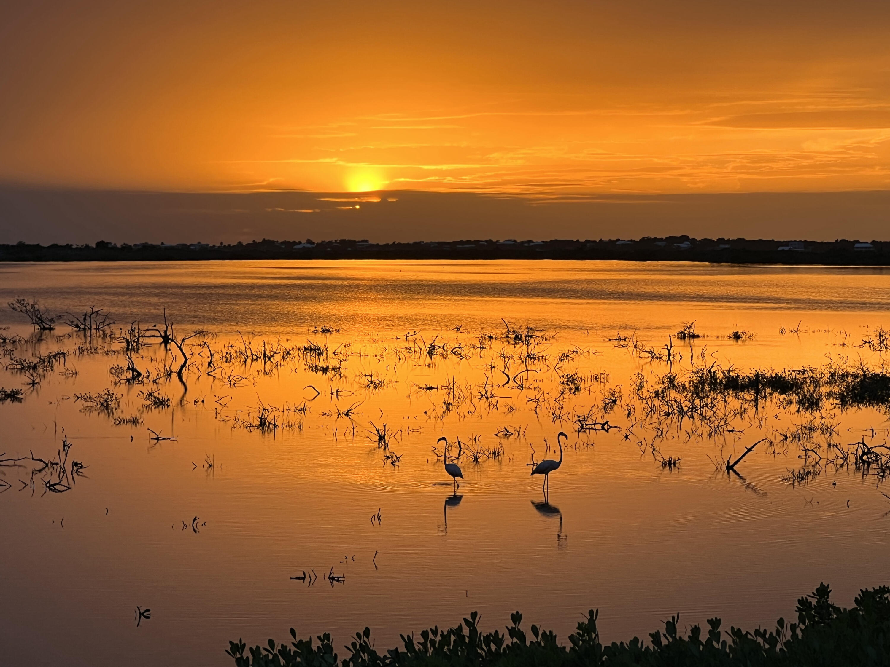 553 Indies Road Summerland Key, FL 33042 - Photo 12 of 64 Flamingos At Sunset