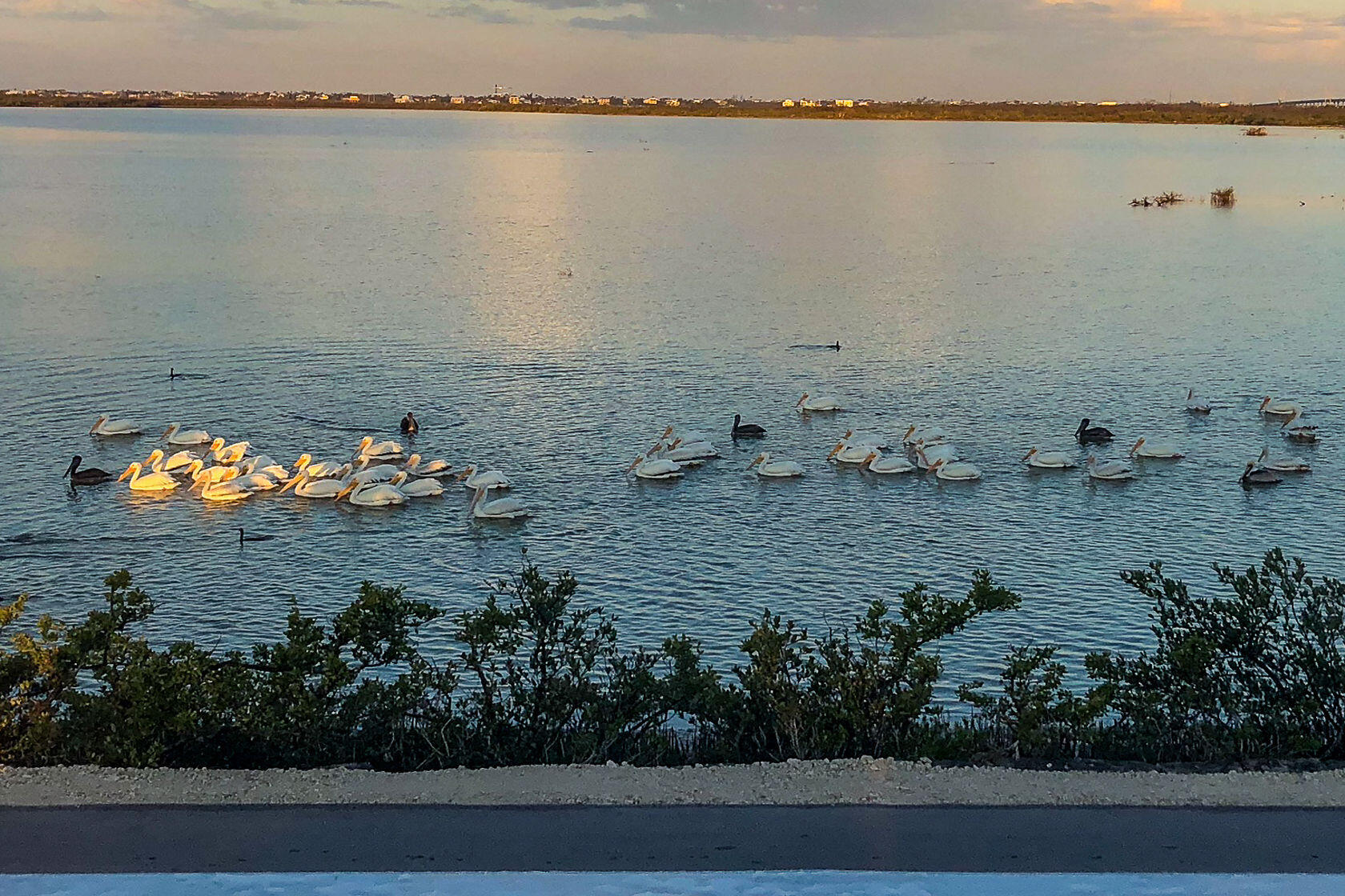 553 Indies Road Summerland Key, FL 33042 - Photo 61 of 64 White Pelicans