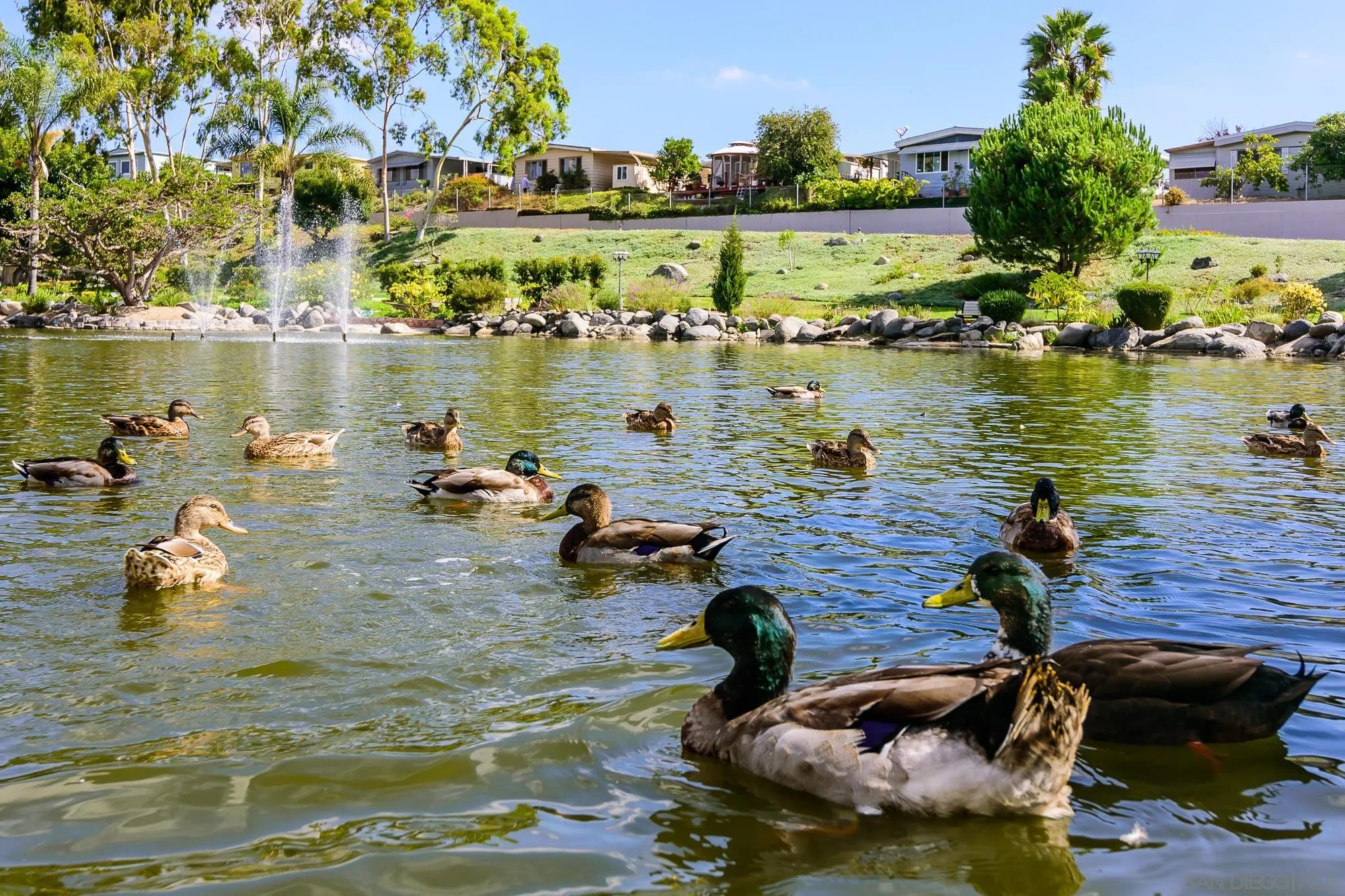 262 Brookside Lane Oceanside, CA 92056 - Photo 32 of 43 a view of a lake with houses
