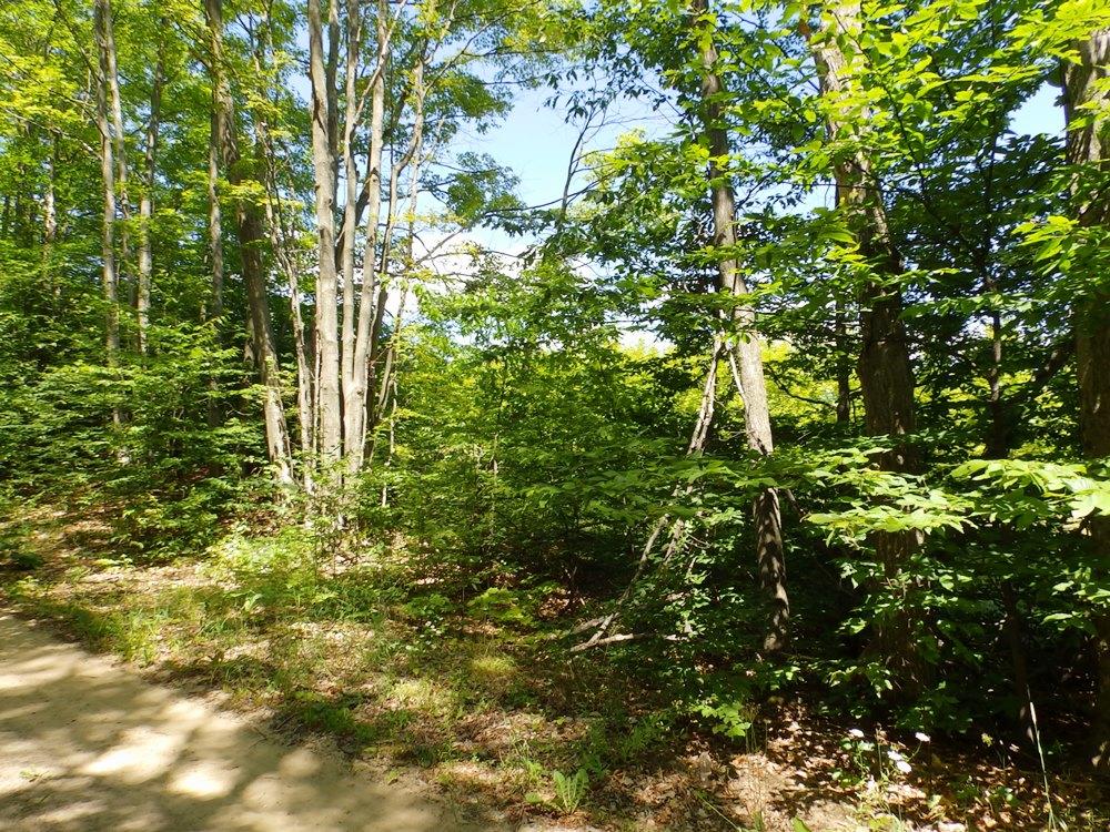 Sturgeon Valley Road Vanderbilt, MI 49795 - Photo 5 of 13 Gallery Image 5