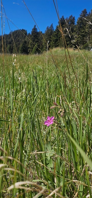 Lot 11 South Boulder Road Cardwell, MT 59721 - Photo 11 of 14 Gallery Image 11
