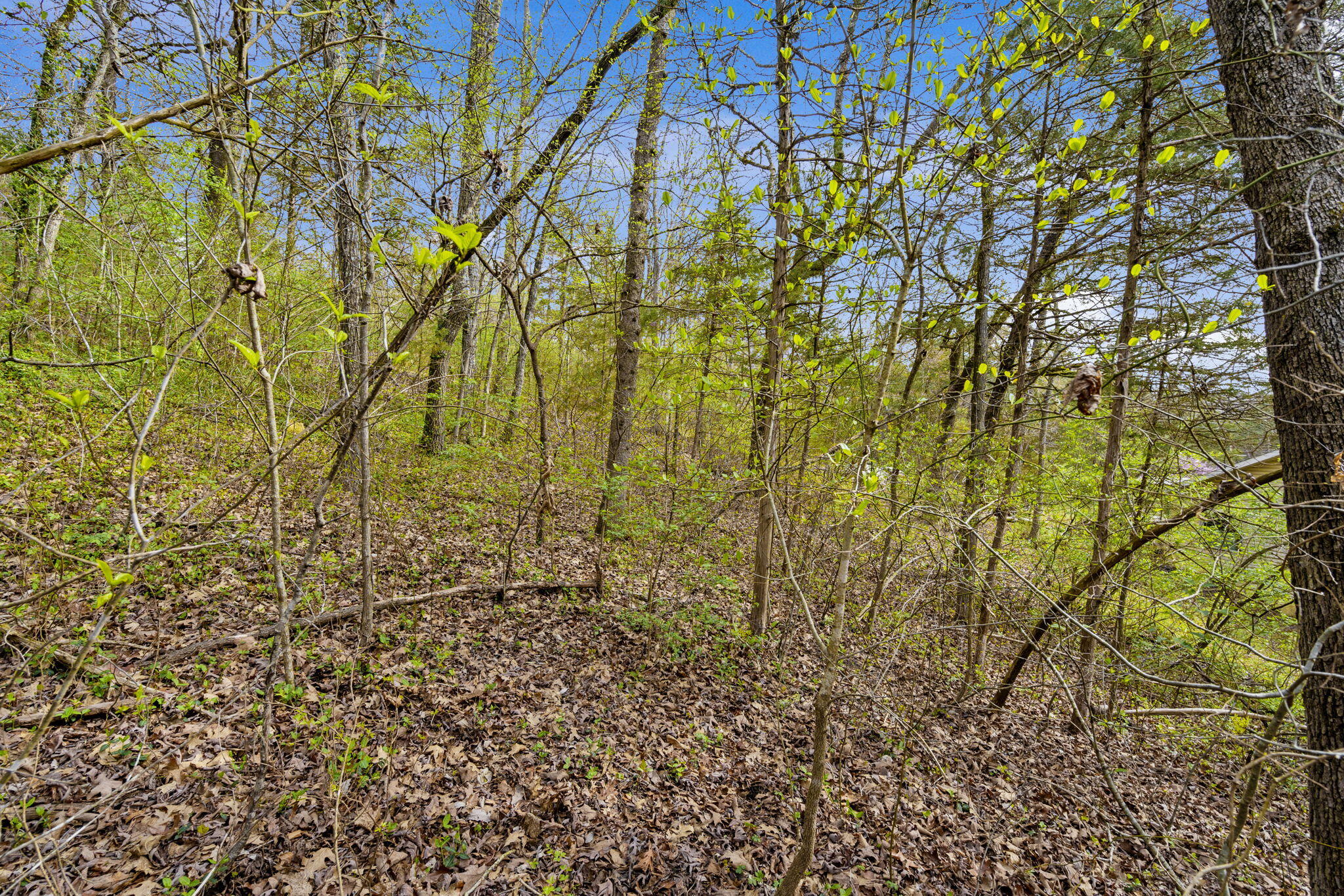 Lot 52 Richard Road Rockaway Beach, MO 65740 - Photo 9 of 42 Richard Road (5)