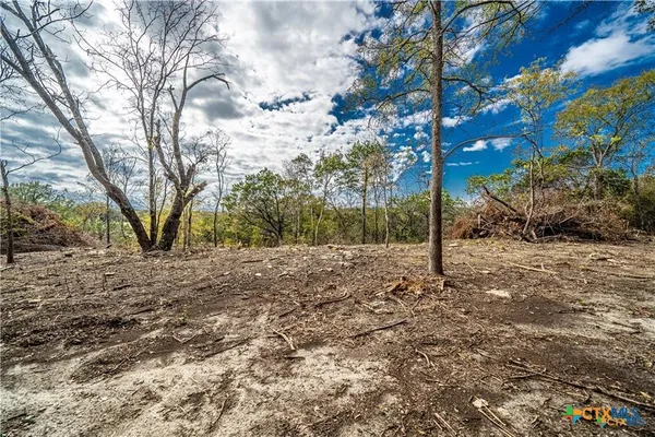 a view of a yard with plants and tree