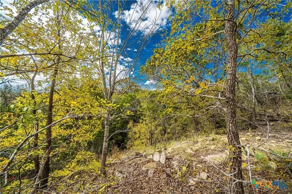 a view of a tree in a yard