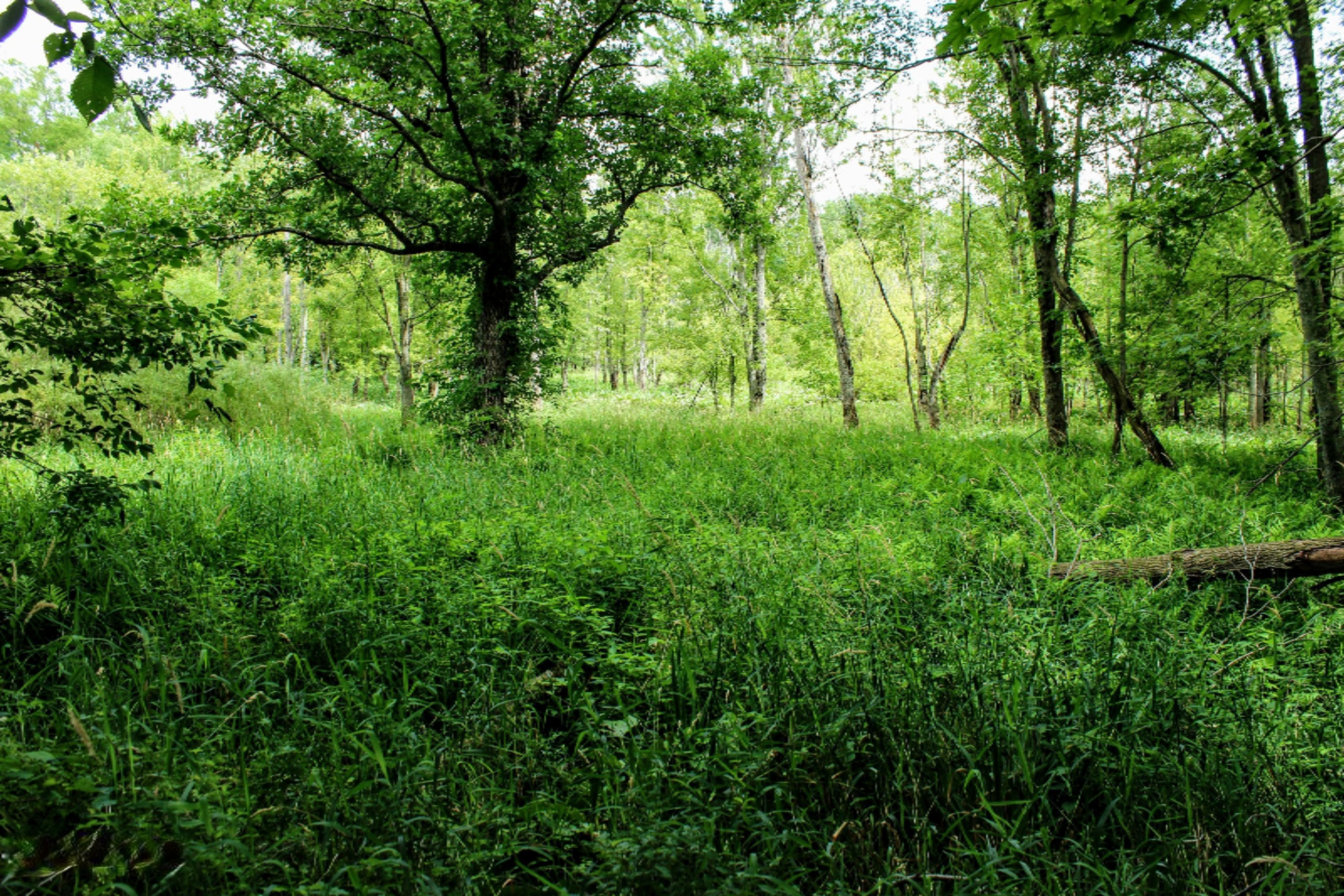 5675 South Stine Road Olivet, MI 49076 - Photo 61 of 104 62
