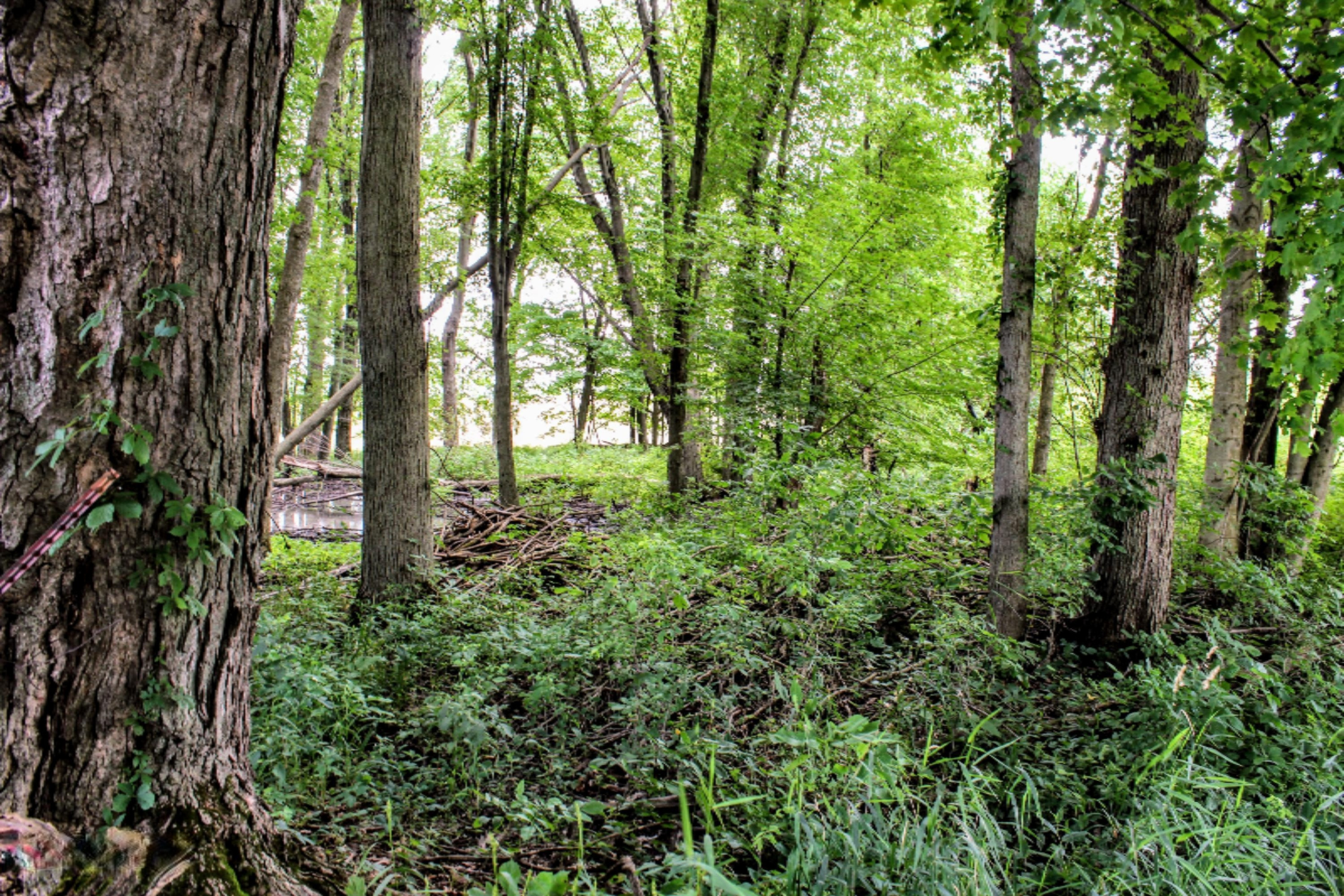 5675 South Stine Road Olivet, MI 49076 - Photo 66 of 104 67