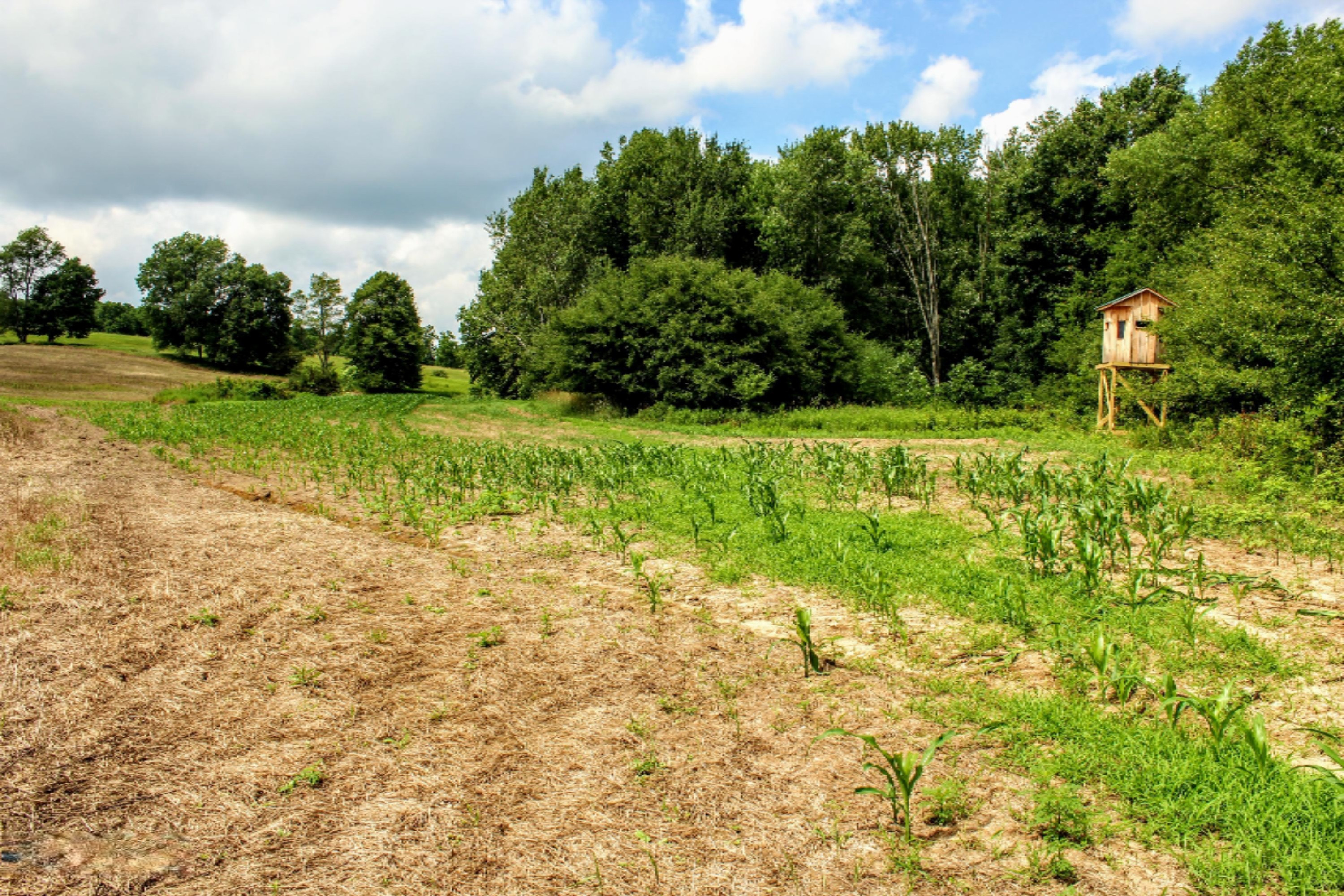 5675 South Stine Road Olivet, MI 49076 - Photo 68 of 104 69