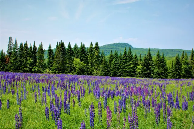 $1,250,000 | 0 North Road, Milton, VT 05468