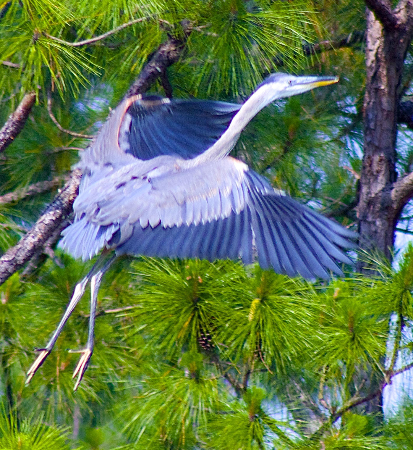8841 First Tee Road Port St. Lucie, FL 34986 - Photo 124 of 228 244 Great Blue Heron At Tradition