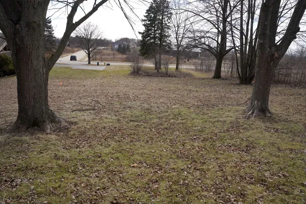a view of a yard with a tree