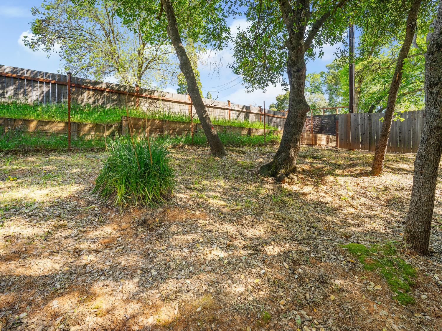 2401 Roxana Street Placerville, CA 95667 - Photo 38 of 45 a view of a yard with a tree