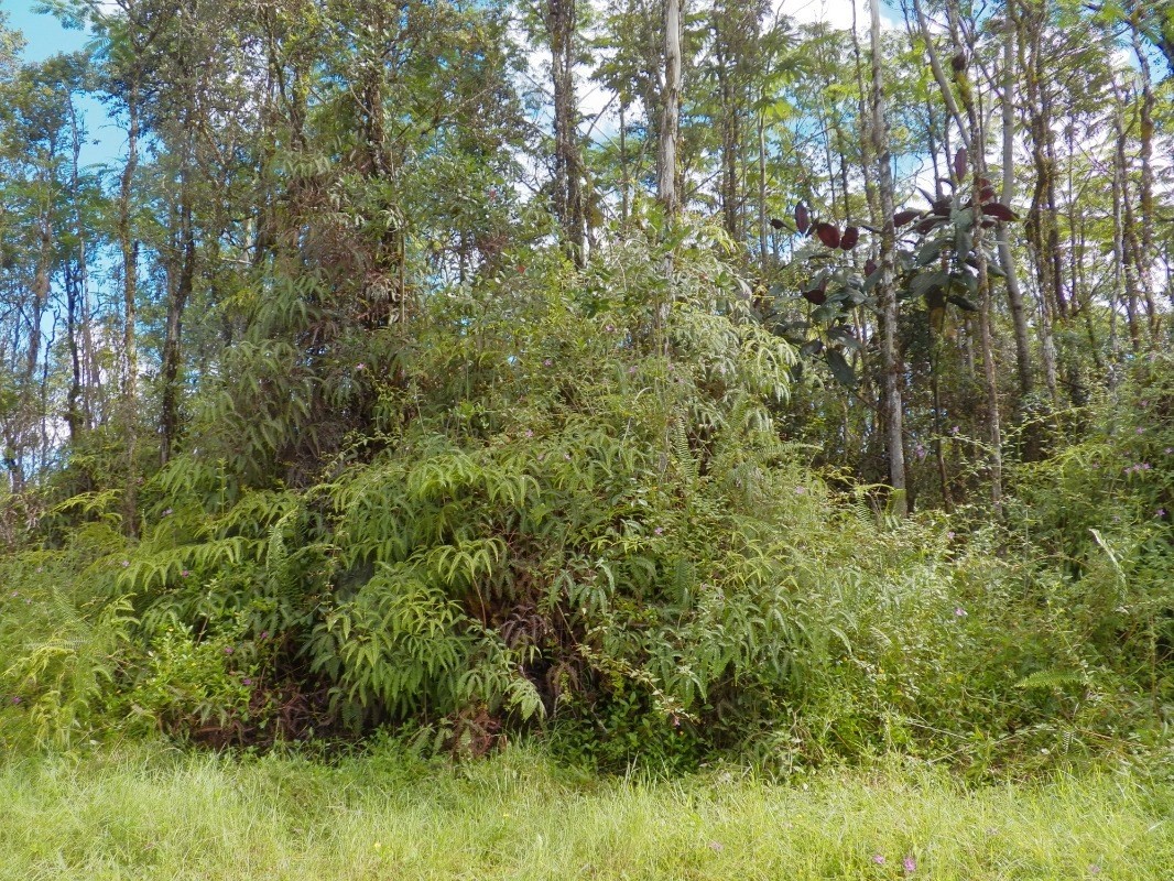 992 Alii Road Pahoa, HI 96778 - Photo 1 of 5 Gallery Image 1